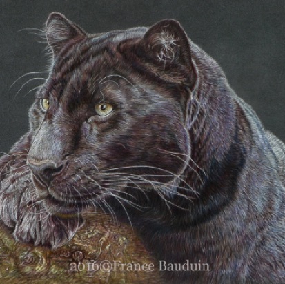 Black panther - 25 hours
Anthracite Pastelmat
15.5" x 11.5"
Ref: Denise Laurent